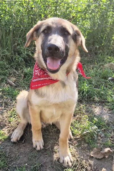 ADOZIONE PER ZAC! | Foto 3