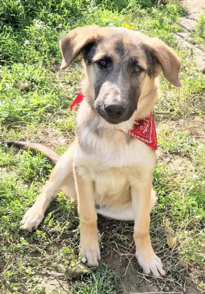 ADOZIONE PER ZAC! | Foto 2