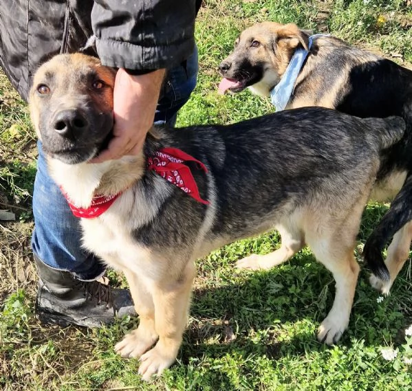 ADOZIONE PER ZAC! | Foto 1