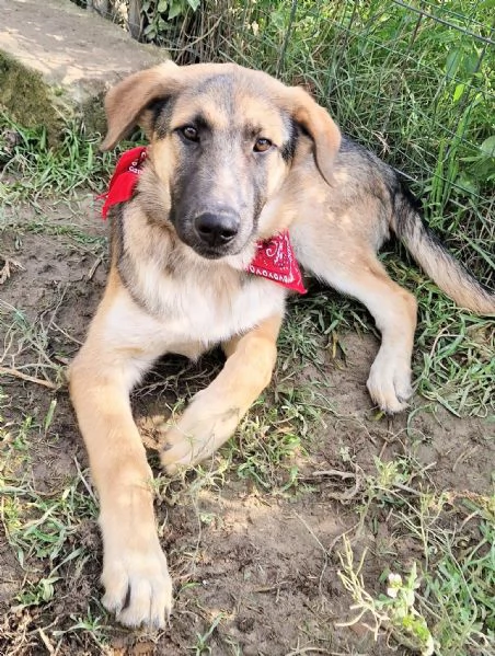 ADOZIONE PER ZAC! | Foto 0