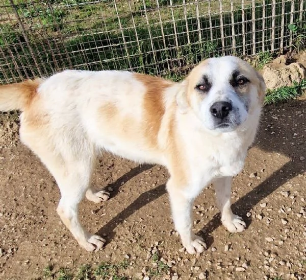 SIMON,NESSUNO CHIEDE DI TE!IN CANILE!