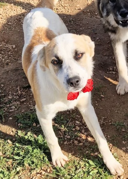 SIMON,NESSUNO CHIEDE DI TE!IN CANILE! | Foto 6