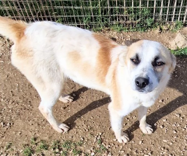 SIMON,NESSUNO CHIEDE DI TE!IN CANILE! | Foto 5