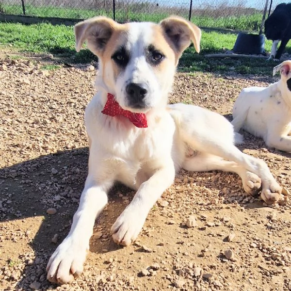 SIMON,NESSUNO CHIEDE DI TE!IN CANILE! | Foto 4