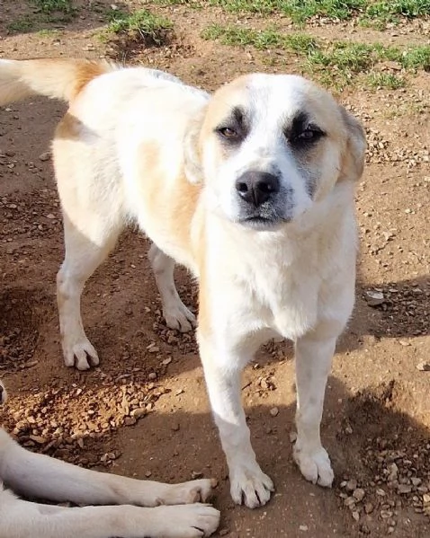 SIMON,NESSUNO CHIEDE DI TE!IN CANILE! | Foto 3