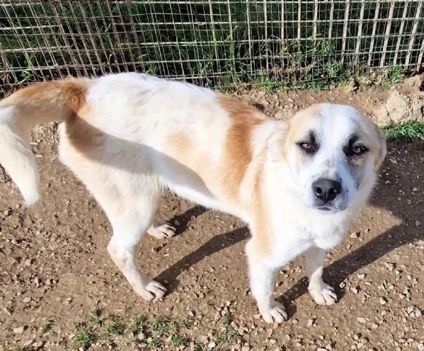 SIMON,NESSUNO CHIEDE DI TE!IN CANILE! | Foto 2