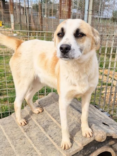 SIMON,NESSUNO CHIEDE DI TE!IN CANILE! | Foto 1