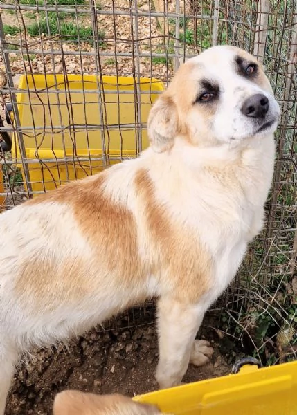 SIMON,NESSUNO CHIEDE DI TE!IN CANILE! | Foto 0