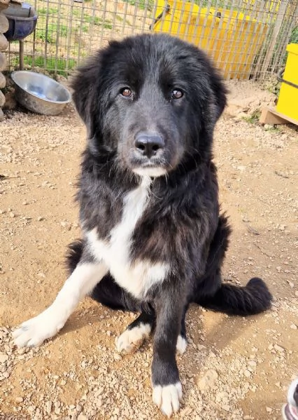 CHIAMA PER QUEGLI OCCHIONI TRISTI....