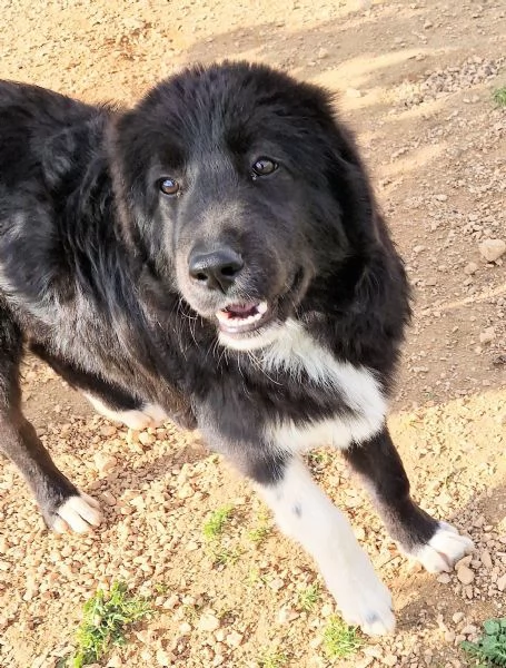 CHIAMA PER QUEGLI OCCHIONI TRISTI.... | Foto 6