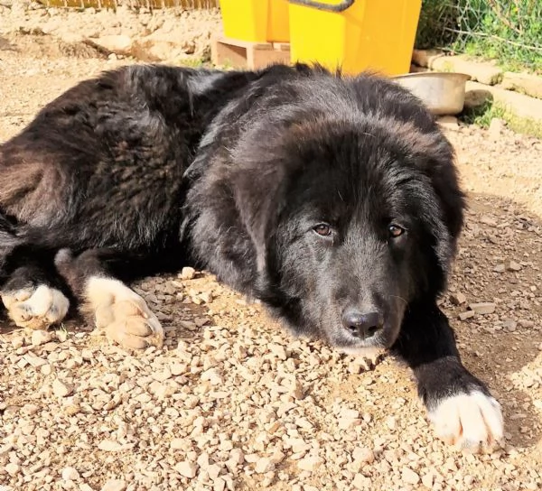 CHIAMA PER QUEGLI OCCHIONI TRISTI.... | Foto 5