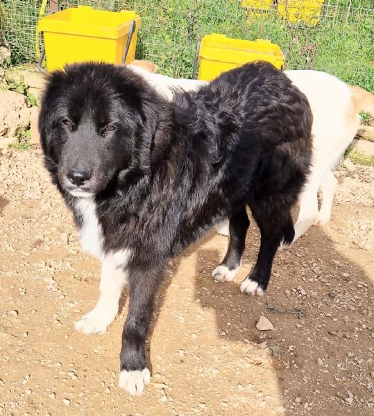 CHIAMA PER QUEGLI OCCHIONI TRISTI.... | Foto 4