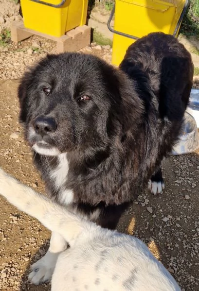 CHIAMA PER QUEGLI OCCHIONI TRISTI.... | Foto 3