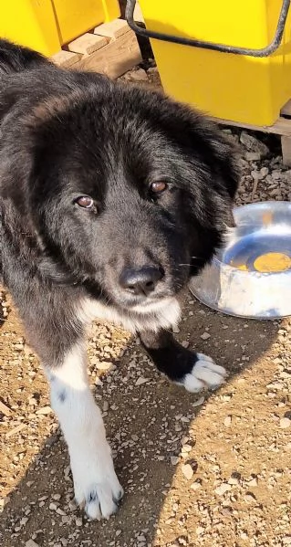 CHIAMA PER QUEGLI OCCHIONI TRISTI.... | Foto 2