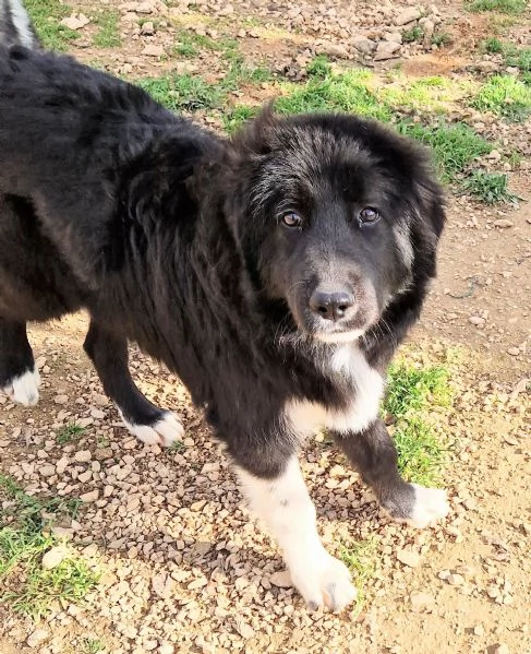 CHIAMA PER QUEGLI OCCHIONI TRISTI.... | Foto 1