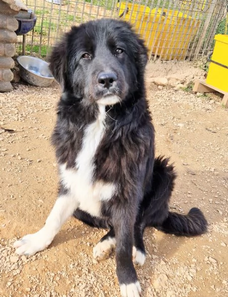 CHIAMA PER QUEGLI OCCHIONI TRISTI.... | Foto 0