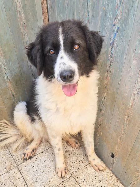 MARGOT MERITA  UNA MERAVIGLIOSA ADOZIONE! | Foto 6