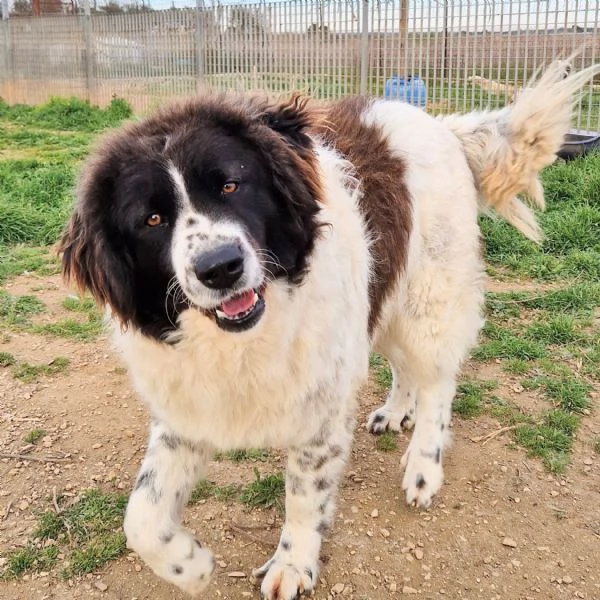 MARGOT MERITA  UNA MERAVIGLIOSA ADOZIONE!