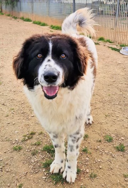 MARGOT MERITA  UNA MERAVIGLIOSA ADOZIONE! | Foto 5