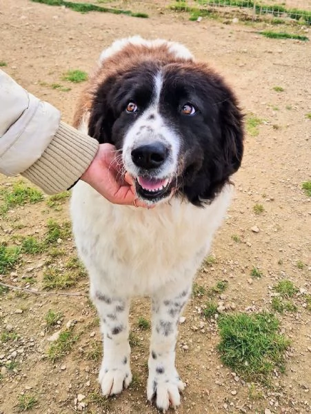 MARGOT MERITA  UNA MERAVIGLIOSA ADOZIONE! | Foto 4