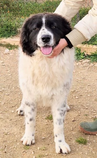 MARGOT MERITA  UNA MERAVIGLIOSA ADOZIONE! | Foto 3