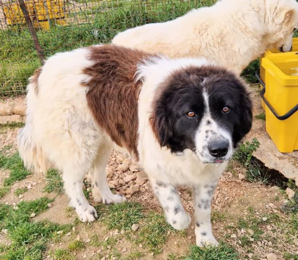 MARGOT MERITA  UNA MERAVIGLIOSA ADOZIONE! | Foto 2