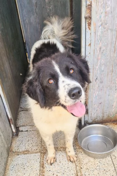 MARGOT MERITA  UNA MERAVIGLIOSA ADOZIONE!