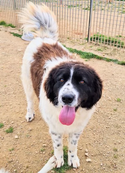 MARGOT MERITA  UNA MERAVIGLIOSA ADOZIONE! | Foto 1