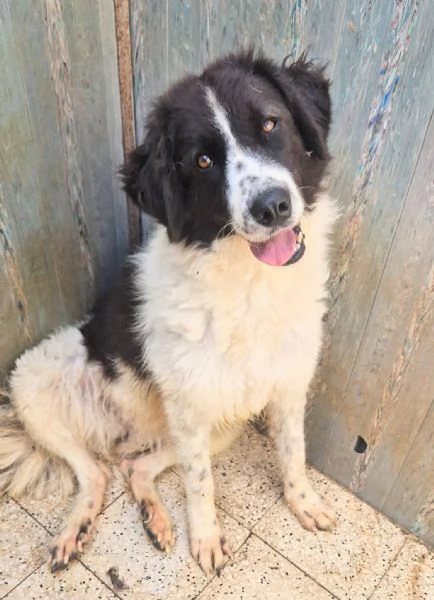 MARGOT MERITA  UNA MERAVIGLIOSA ADOZIONE! | Foto 5