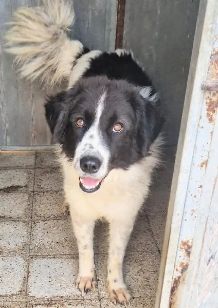 MARGOT MERITA  UNA MERAVIGLIOSA ADOZIONE! | Foto 4