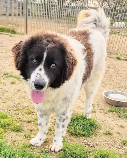 MARGOT MERITA  UNA MERAVIGLIOSA ADOZIONE! | Foto 0