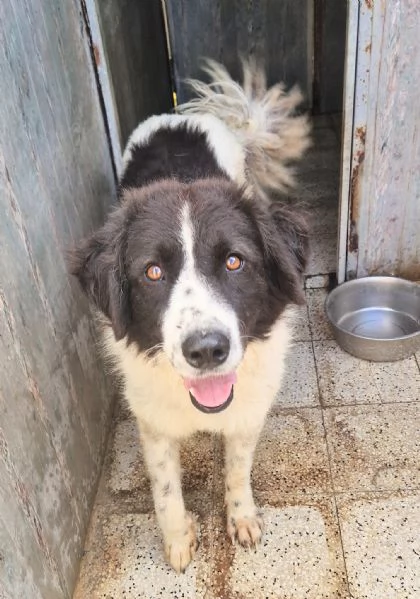 MARGOT MERITA  UNA MERAVIGLIOSA ADOZIONE! | Foto 3