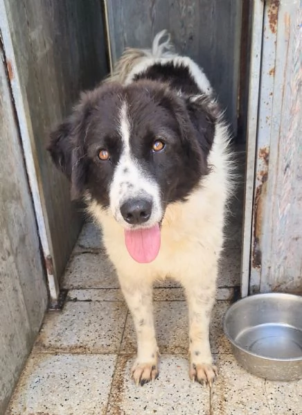 MARGOT MERITA  UNA MERAVIGLIOSA ADOZIONE! | Foto 2