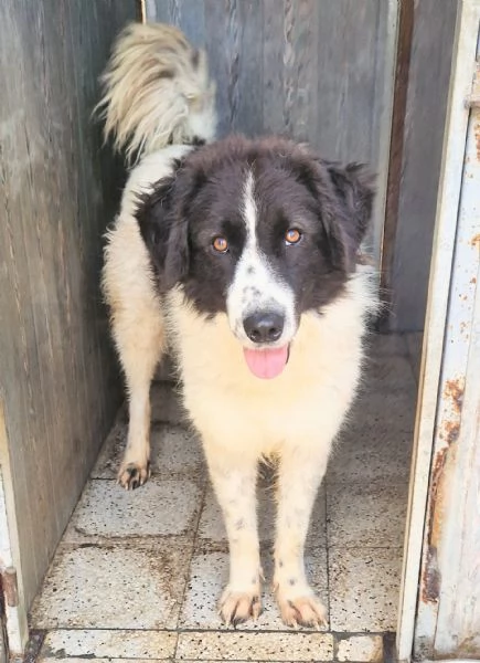 MARGOT MERITA  UNA MERAVIGLIOSA ADOZIONE! | Foto 1