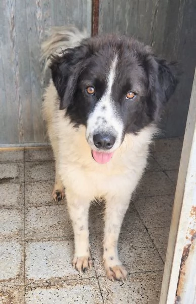 MARGOT MERITA  UNA MERAVIGLIOSA ADOZIONE! | Foto 0