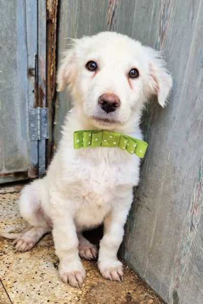 GLI OCCHI DI MARIO [hidden] CANILE! | Foto 6