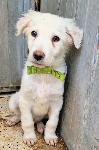 GLI OCCHI DI MARIO [hidden] CANILE! | Foto 5