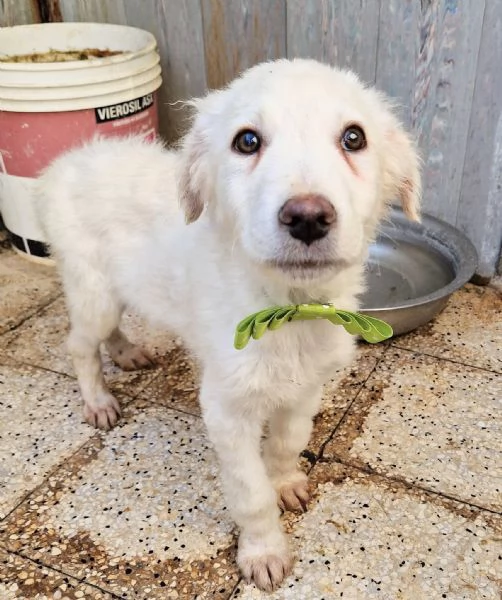 GLI OCCHI DI MARIO [hidden] CANILE!