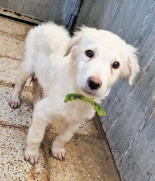 GLI OCCHI DI MARIO [hidden] CANILE! | Foto 4