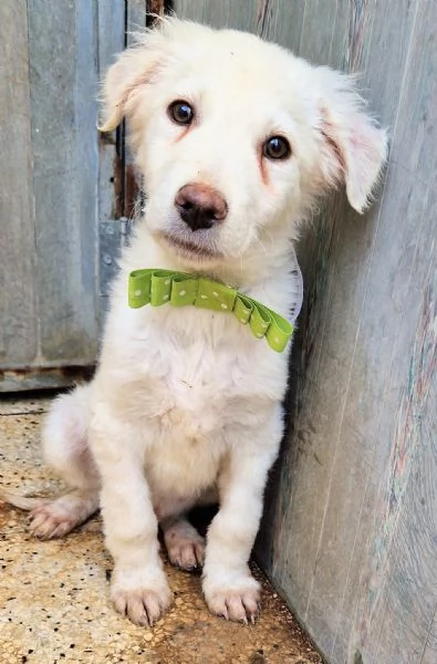 GLI OCCHI DI MARIO [hidden] CANILE! | Foto 3