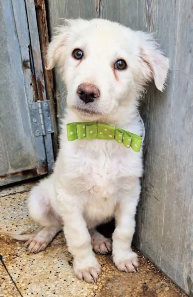 GLI OCCHI DI MARIO [hidden] CANILE! | Foto 2