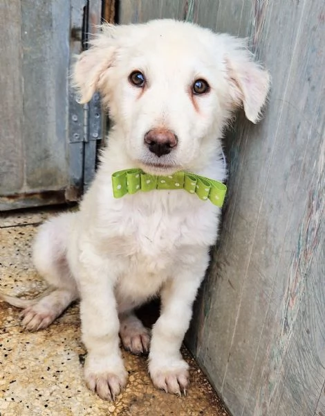 GLI OCCHI DI MARIO [hidden] CANILE! | Foto 1