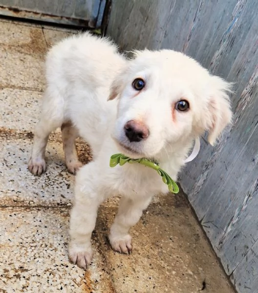 GLI OCCHI DI MARIO [hidden] CANILE! | Foto 0