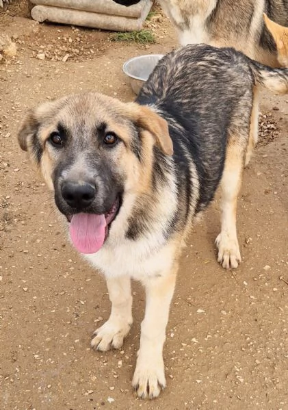 DRACO NON DEVE SPEGNERSI IN CANILE! | Foto 6