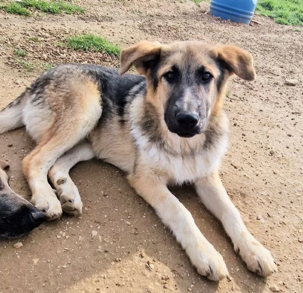 DRACO NON DEVE SPEGNERSI IN CANILE! | Foto 5