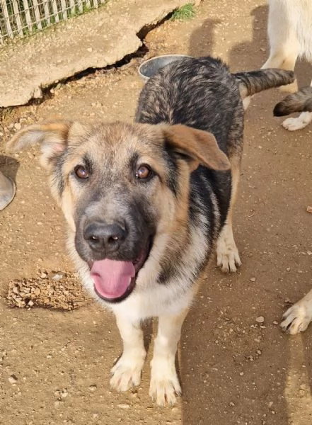 DRACO NON DEVE SPEGNERSI IN CANILE!