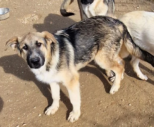 DRACO NON DEVE SPEGNERSI IN CANILE! | Foto 4