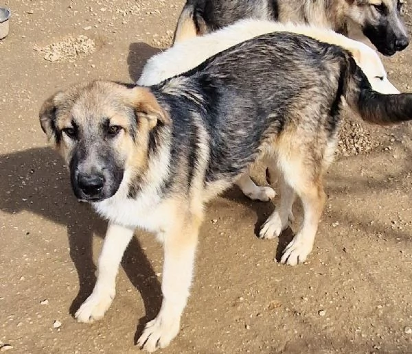 DRACO NON DEVE SPEGNERSI IN CANILE! | Foto 3