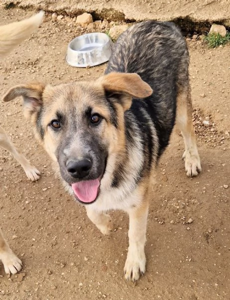 DRACO NON DEVE SPEGNERSI IN CANILE! | Foto 2