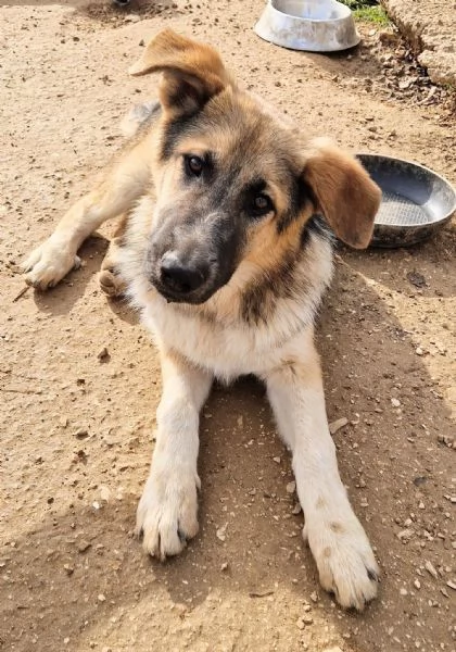 DRACO NON DEVE SPEGNERSI IN CANILE! | Foto 1